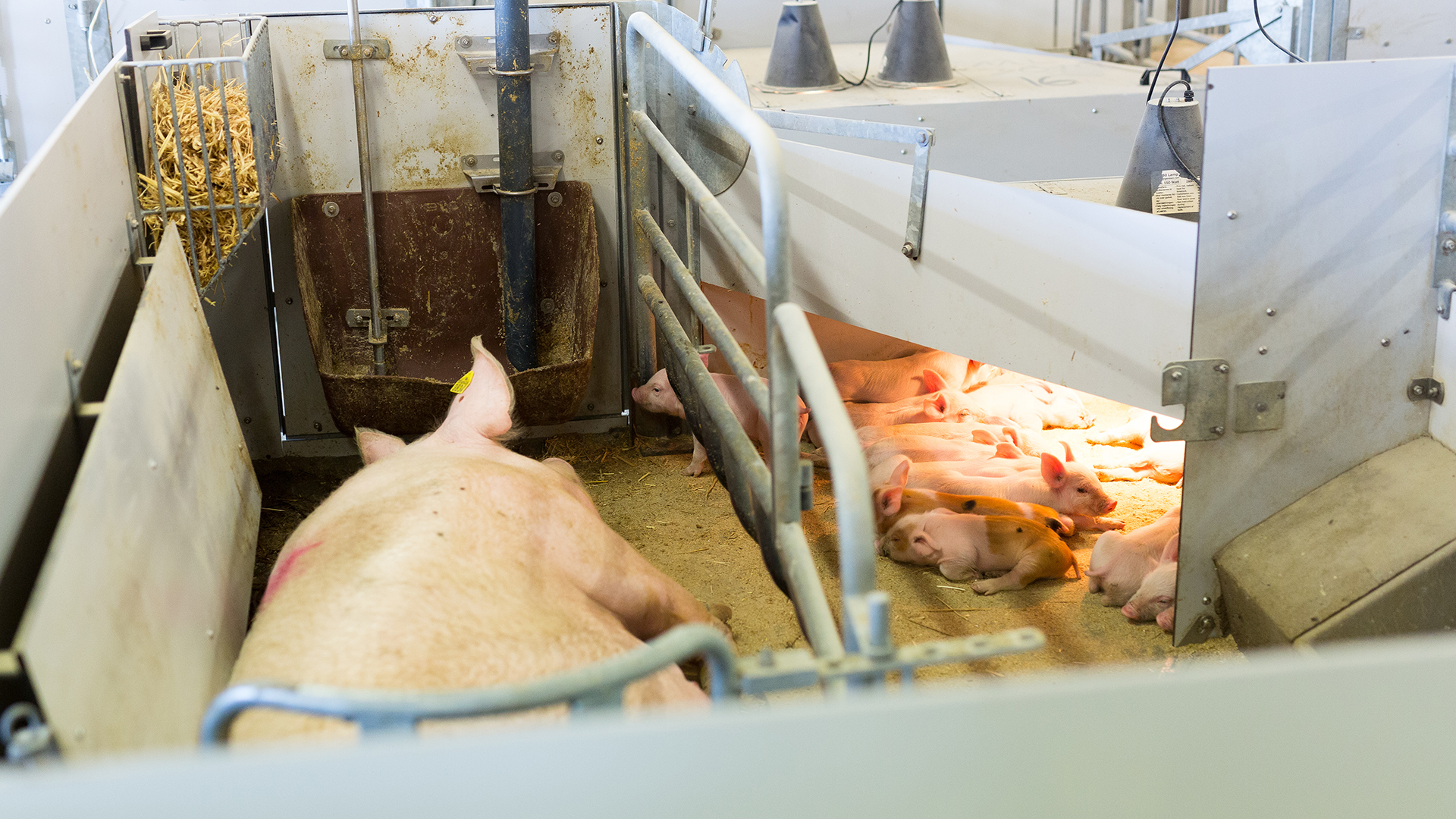 SKIOLD Farrowing Pen for loose sows